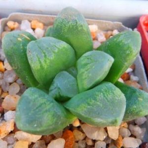 haworthia hybrid