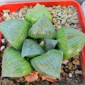 haworthia hybrid