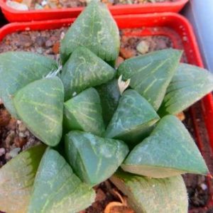 haworthia hybrid