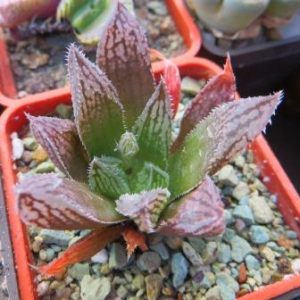 haworthia hybrid