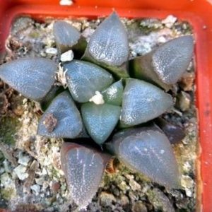 haworthia bayeri