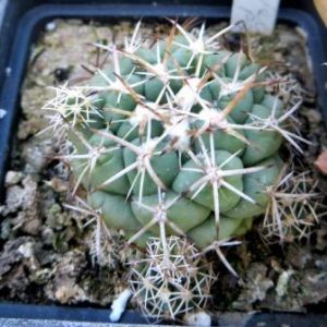 coryphantha andreae