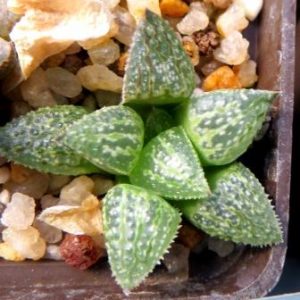 haworthia hybrid