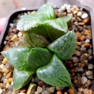 haworthia springbokvlakensis  x haworthia picta tricolor