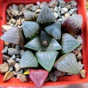 haworthia bayeri hybrid