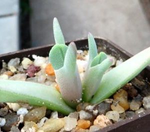 cheiridopsis  aff  peculiaris  ЮАР