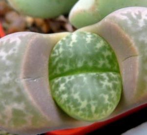 lithops helmutii