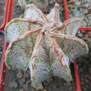 astrophytum niveum
