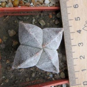 astrophytum quadricostatum