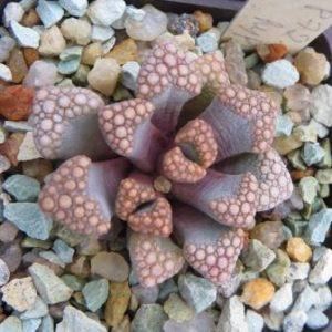 titanopsis hugo-schlechteri
