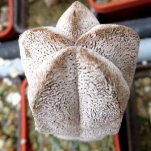 astrophytum onzuka