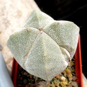 astrophytum quadricostatum ball