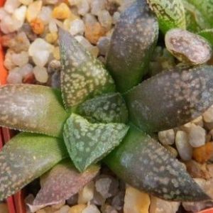 haworthia hybrid