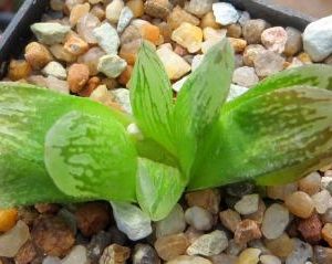 haworthia hybrid