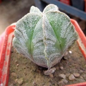 astrophytum tay hybrid