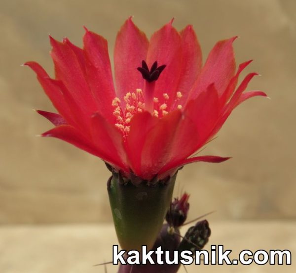 Maihueniopsis nigrispina_