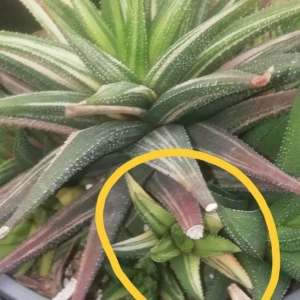 Haworthia fasciata f. variegata дiтка!