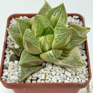 Hawortha retusa variegata