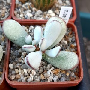 Cotyledon orbiculata 'Oophylla'