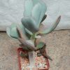 3320 Crassula arborescens