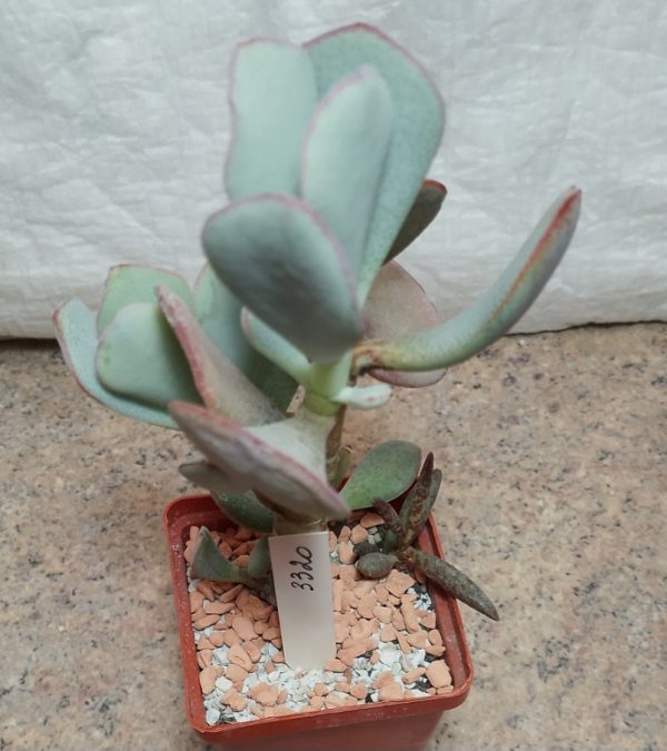 3320 Crassula arborescens