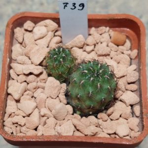 739 Sulcorebutia mojokoensis v.naunasensis PHA505 весь горщик