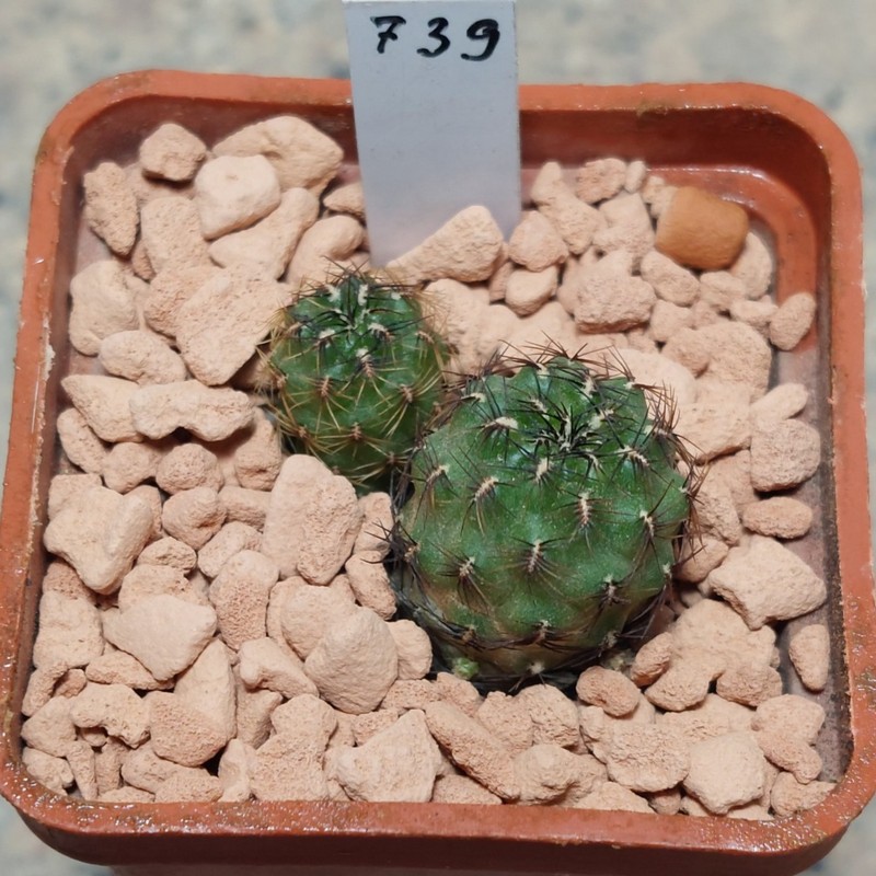 739 Sulcorebutia mojokoensis v.naunasensis PHA505 весь горщик