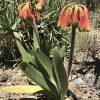 Cyrtanthus-obliquus-