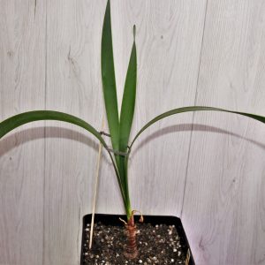 Cyrthanthus-obiigues
