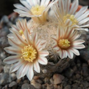 Mammillaria lasiacantha SB 67 - MG -