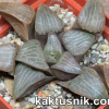 Haworthia bayeri -Kammanassie Dam-