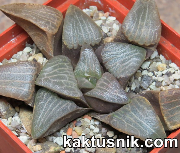 Haworthia bayeri -Kammanassie Dam-