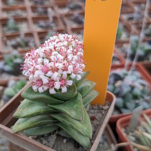 CRASSULA SPRING TIME