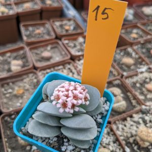 Crassula morgan’s beauty