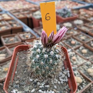 Gymnocactus saueri subs. nelisae