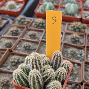 Chamaecereus silvestrii