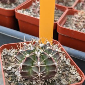 Gymnocalycium anisitsii