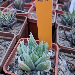 Haworthia cv. Grey Ghost