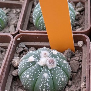 Astrophytum asterias (червона квітка) x capas