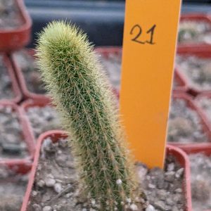 Hildewintera aureispina (лисячий хвіст)