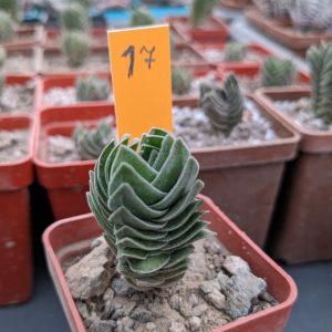 CRASSULA BUDDHA’S TEMPLE