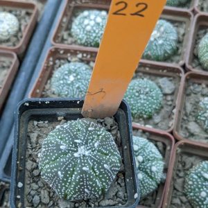 Astrophytum asterias cv. superkabuto