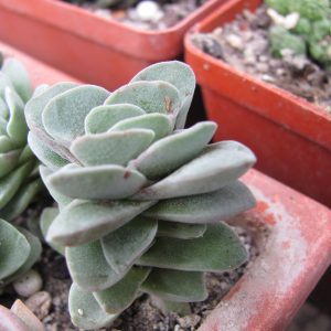 Crassula coralita