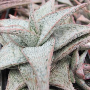 Aloe hybr.     ( hybr. Lipskiy )