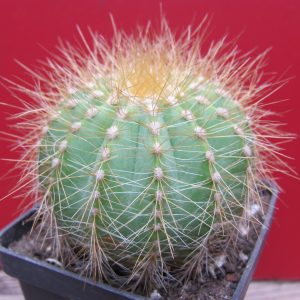 Eriocactus magnificus