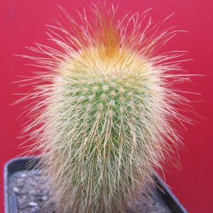 Eriocactus leninghausii