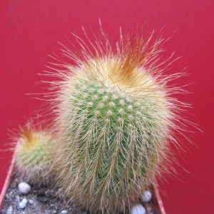 Eriocactus leninghausii
