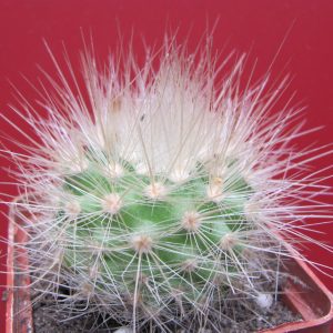 Parodia nivosa