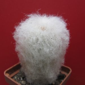 Espostoa melanostele