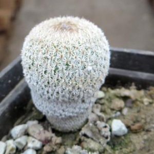 epithelantha micromeris